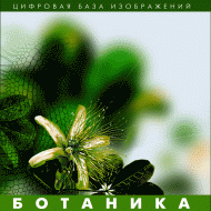 Ботаника. (Цифровая база изображений) - fgospostavki.ru - Рыбинск