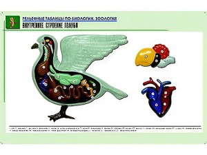 Рельефная таблица "Внутреннее строение голубя" (формат А1, матовое ламинирование) - fgospostavki.ru - Рыбинск