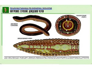 Рельефная таблица "Внутреннее строение дождевого червя" (формат А1, матовое ламинирование) - fgospostavki.ru - Рыбинск