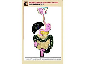 Рельефная таблица "Пищеварительный тракт" (формат А1, матовое ламинирование) - fgospostavki.ru - Рыбинск