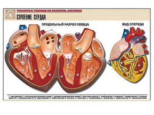 Рельефная таблица "Строение сердца" (формат А1, матовое ламинирование) - fgospostavki.ru - Рыбинск