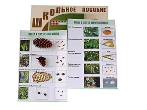 Коллекция "Шишки, плоды, семена деревьев и кустарников" - fgospostavki.ru - Рыбинск