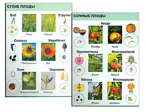 Коллекция "Семена и плоды" - fgospostavki.ru - Рыбинск