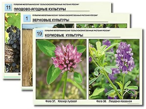 Гербарий фотографический "Сельскохозяйственные растения России" - fgospostavki.ru - Рыбинск