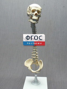 Модель "Позвоночник с черепом и тазом" - fgospostavki.ru - Рыбинск
