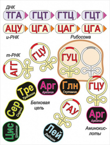 Модель-аппликация Биосинтез белка - fgospostavki.ru - Рыбинск