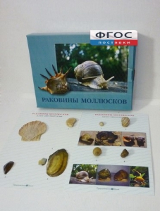 Коллекция "Раковины моллюсков" - fgospostavki.ru - Рыбинск