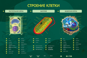 Электрифицированный стенд "Строение клетки" с маркерными полями - fgospostavki.ru - Рыбинск