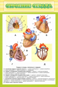 Стенд "Строение сердца" - fgospostavki.ru - Рыбинск