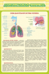 Стенд "Дыхательная система" - fgospostavki.ru - Рыбинск