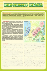 Стенд "Биосинтез белка" - fgospostavki.ru - Рыбинск