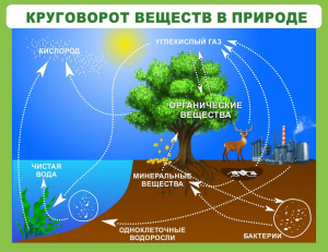 Стенд "Круговорот веществ" - fgospostavki.ru - Рыбинск