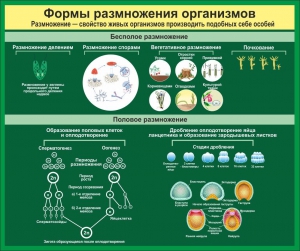 Стенд "Формы размножения организмов" - fgospostavki.ru - Рыбинск