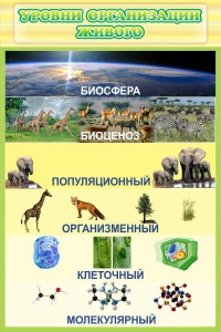 Стенд "Уровни организации живого" - fgospostavki.ru - Рыбинск
