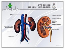 Стенд "Строение почки человека" - fgospostavki.ru - Рыбинск