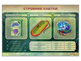 Электрифицированный стенд "Строение клетки" с маркерными полями - fgospostavki.ru - Рыбинск