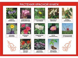 Таблица демонстрационная "Растения Красной книги" (винил 70*100) - fgospostavki.ru - Рыбинск