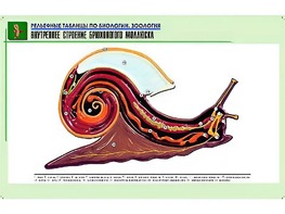 Рельефная таблица "Внутреннее строение брюхоногого моллюска" (формат А1, матовое ламинирование) - fgospostavki.ru - Рыбинск