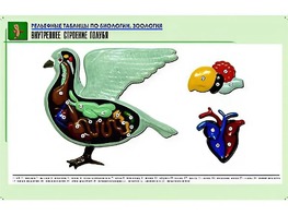 Рельефная таблица "Внутреннее строение голубя" (формат А1, матовое ламинирование) - fgospostavki.ru - Рыбинск