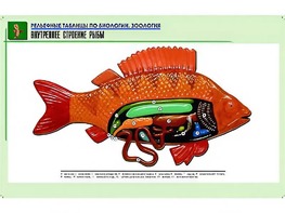 Рельефная таблица "Внутреннее строение рыбы" (формат А1, матовое ламинирование) - fgospostavki.ru - Рыбинск