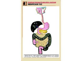 Рельефная таблица "Пищеварительный тракт" (формат А1, матовое ламинирование) - fgospostavki.ru - Рыбинск