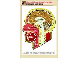 Рельефная таблица "Сагиттальный разрез головы" (формат А1, матовое ламинирование) - fgospostavki.ru - Рыбинск