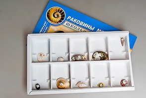 Коллекция "Раковины моллюсков" - fgospostavki.ru - Рыбинск
