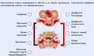Интерактивные курсы. Биология 9 класс. Расширенный. - fgospostavki.ru - Рыбинск