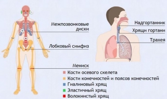 Интерактивные курсы. Биология 9 класс. Базовый. - fgospostavki.ru - Рыбинск