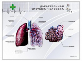 Стенд "Дыхательная система человека" - fgospostavki.ru - Рыбинск