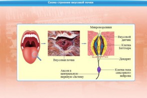 Интерактивные курсы. Биология 10 класс. Расширенный. - fgospostavki.ru - Рыбинск