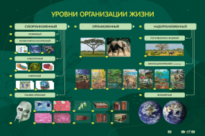 Электрифицированный стенд "Уровни организации жизни" - fgospostavki.ru - Рыбинск