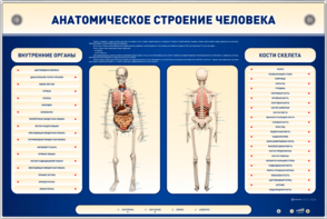 Электрифицированный стенд-тренажер c макетом скелета "Анатомическое строение человека" - fgospostavki.ru - Рыбинск