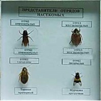 Коллекция энтомологическая "Представители отряда насекомых" - fgospostavki.ru - Рыбинск