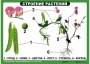 Комплект таблиц "Ознакомление с окружающим миром 1-4 класс" - fgospostavki.ru - Рыбинск